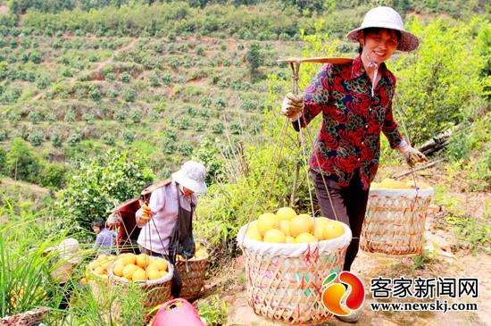 安遠：調(diào)優(yōu)臍橙品種結(jié)構(gòu)助農(nóng)致富
