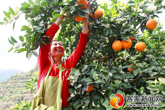 安遠：調(diào)優(yōu)臍橙品種結(jié)構(gòu)助農(nóng)致富